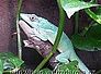 anolis